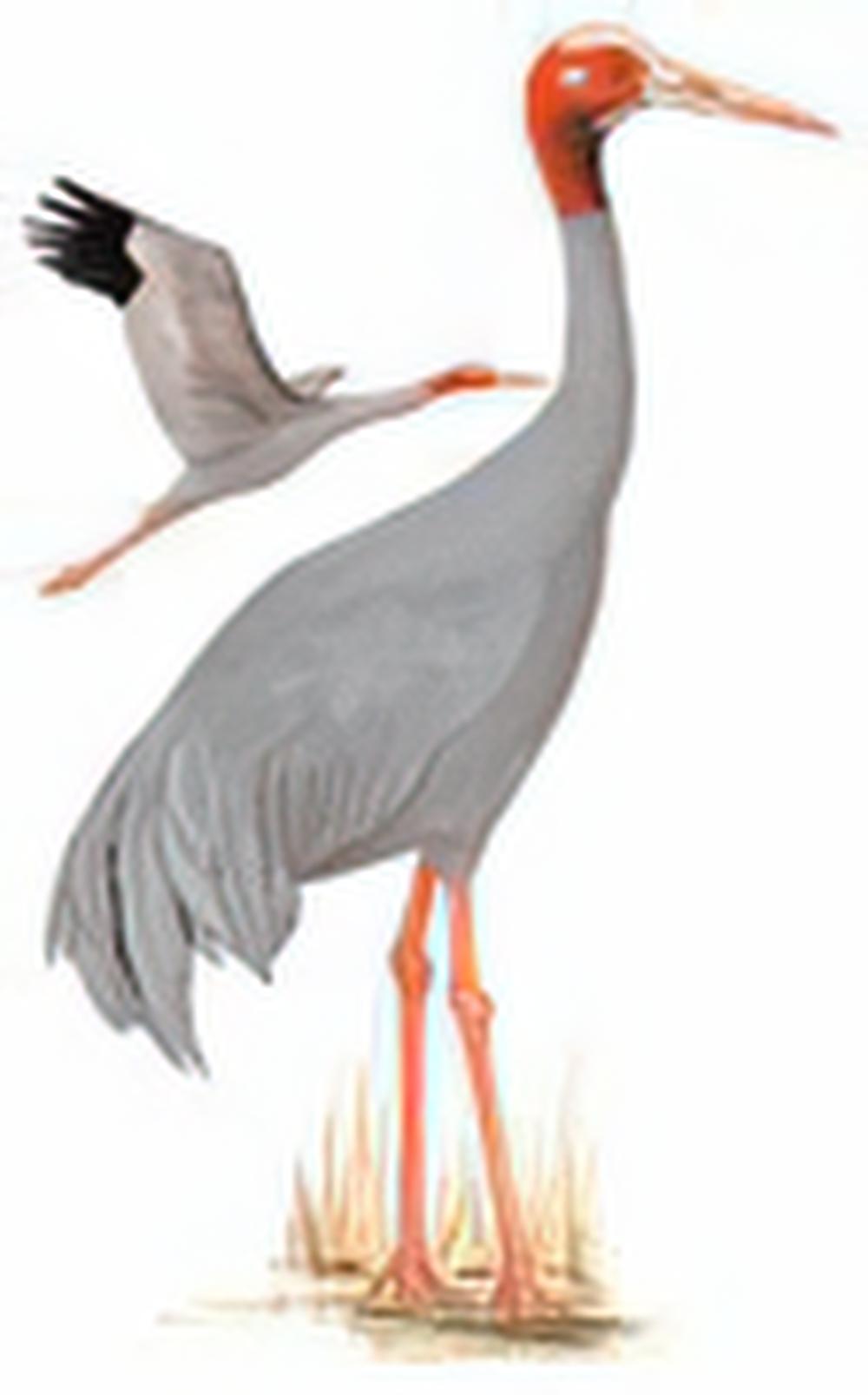 赤颈鹤 / Sarus Crane