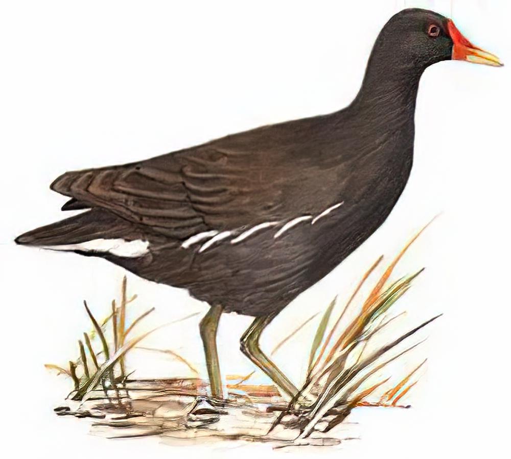 黑水鸡 / Common Moorhen