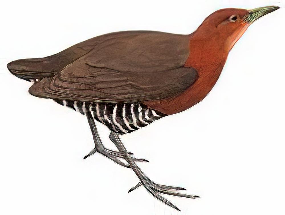 白喉斑秧鸡 / Slaty-legged Crake