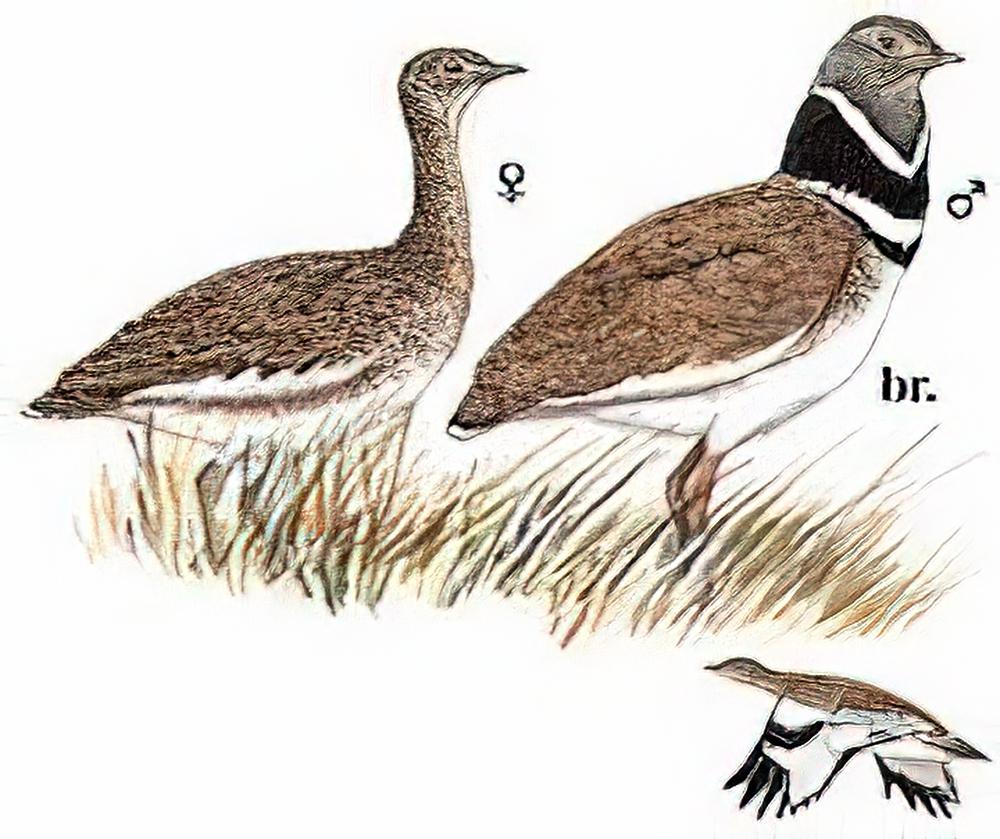 小鸨 / Little Bustard