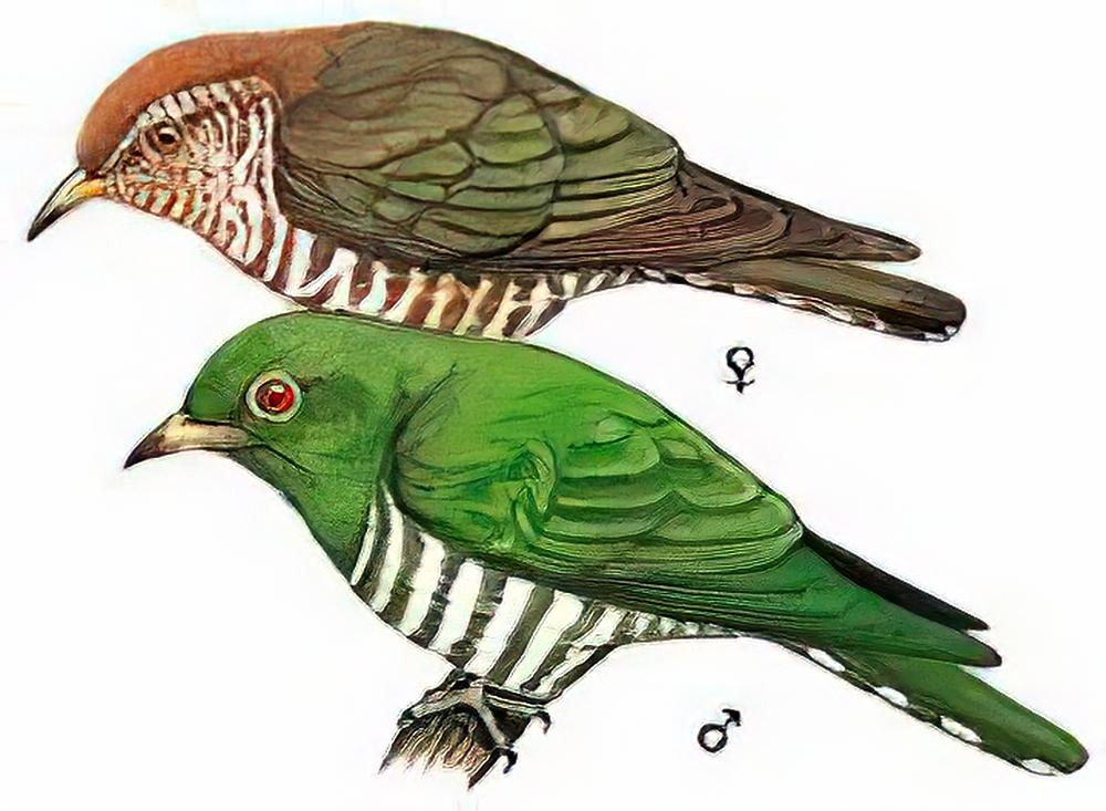 翠金鹃 / Asian Emerald Cuckoo