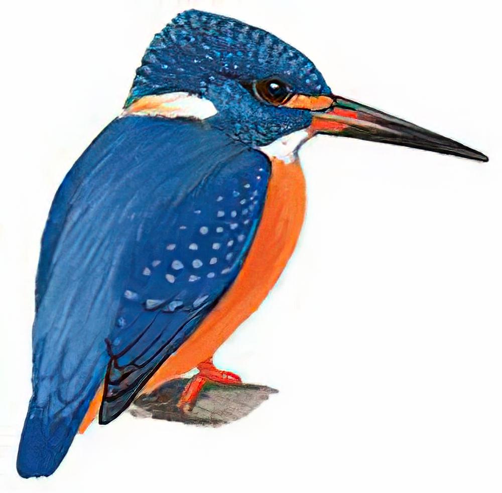 蓝耳翠鸟 / Blue-eared Kingfisher 蓝耳翠鸟 / Blue-eared Kingfisher