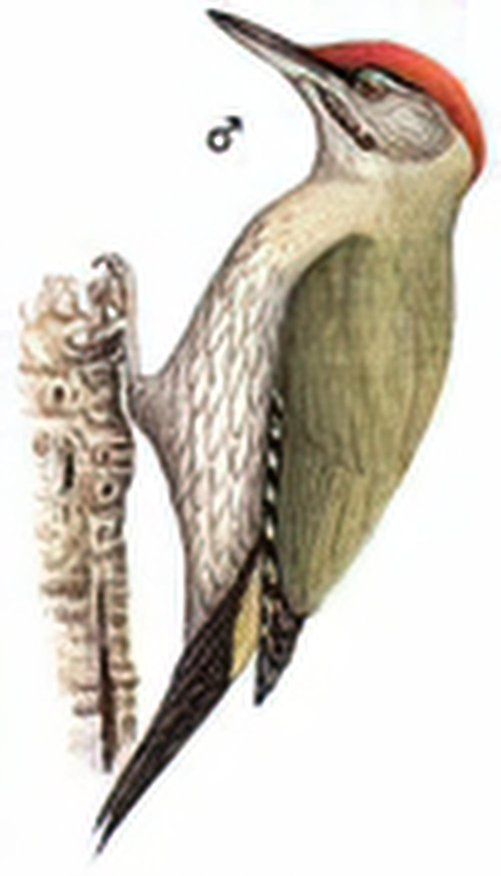 鳞喉绿啄木鸟 / Streak-throated Woodpecker