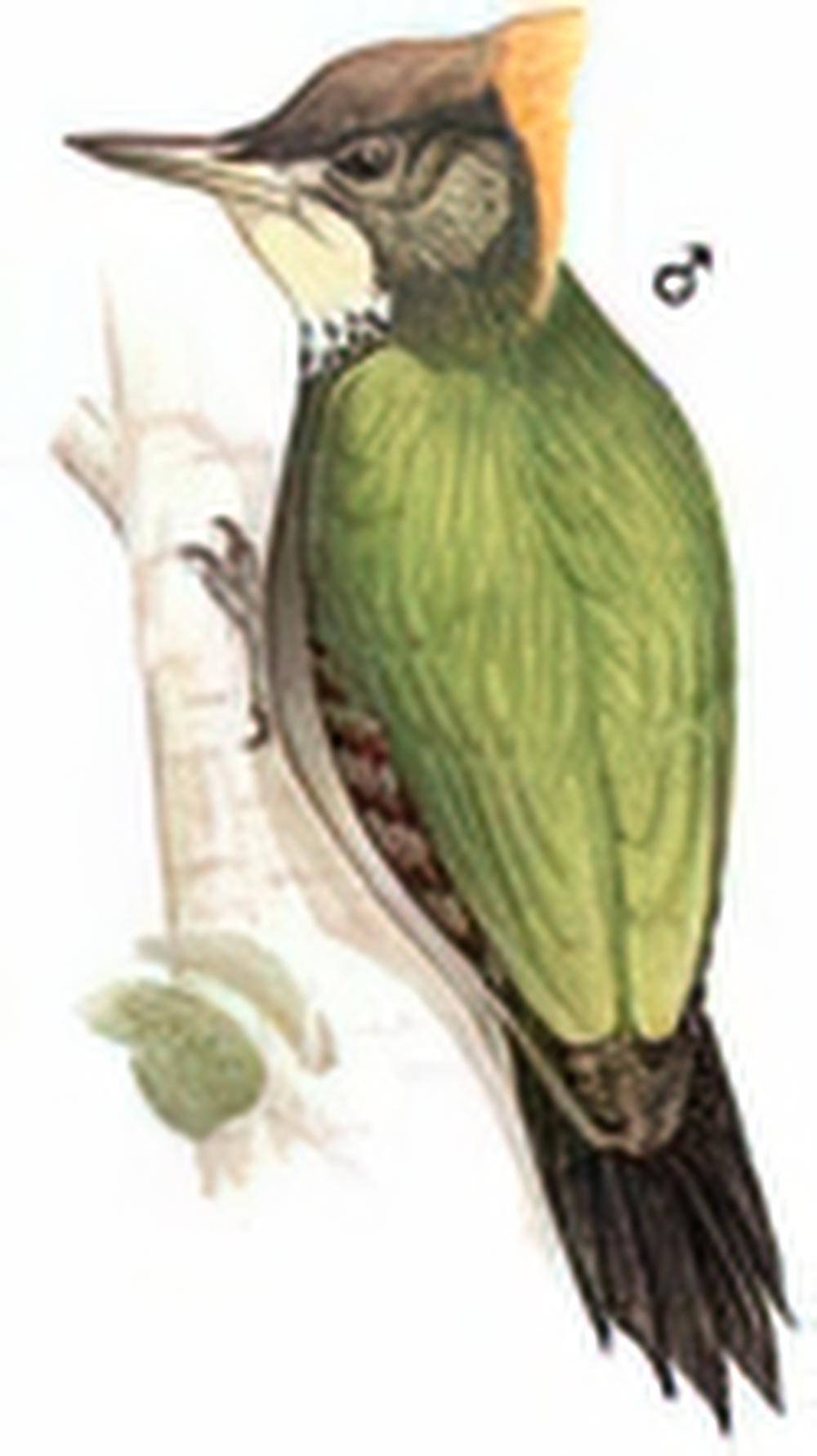 大黄冠啄木鸟 / Greater Yellownape