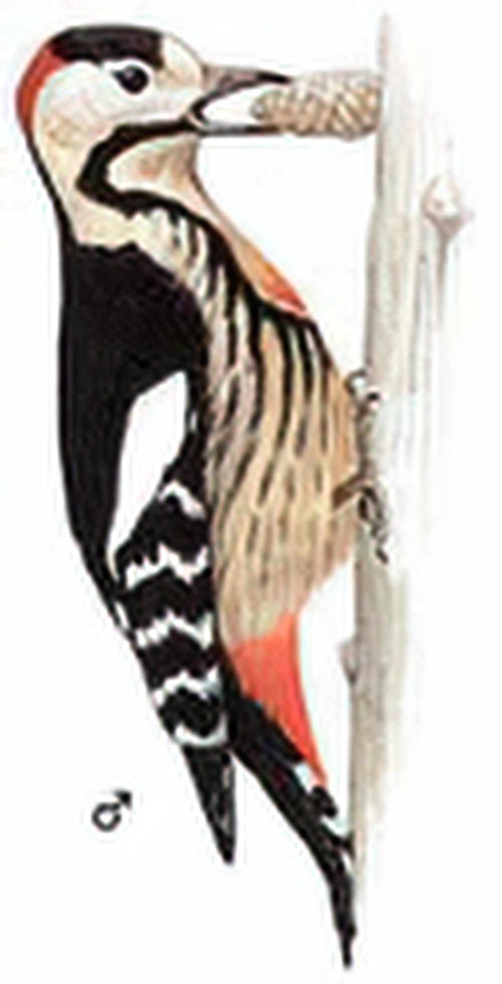 赤胸啄木鸟 / Crimson-breasted Woodpecker