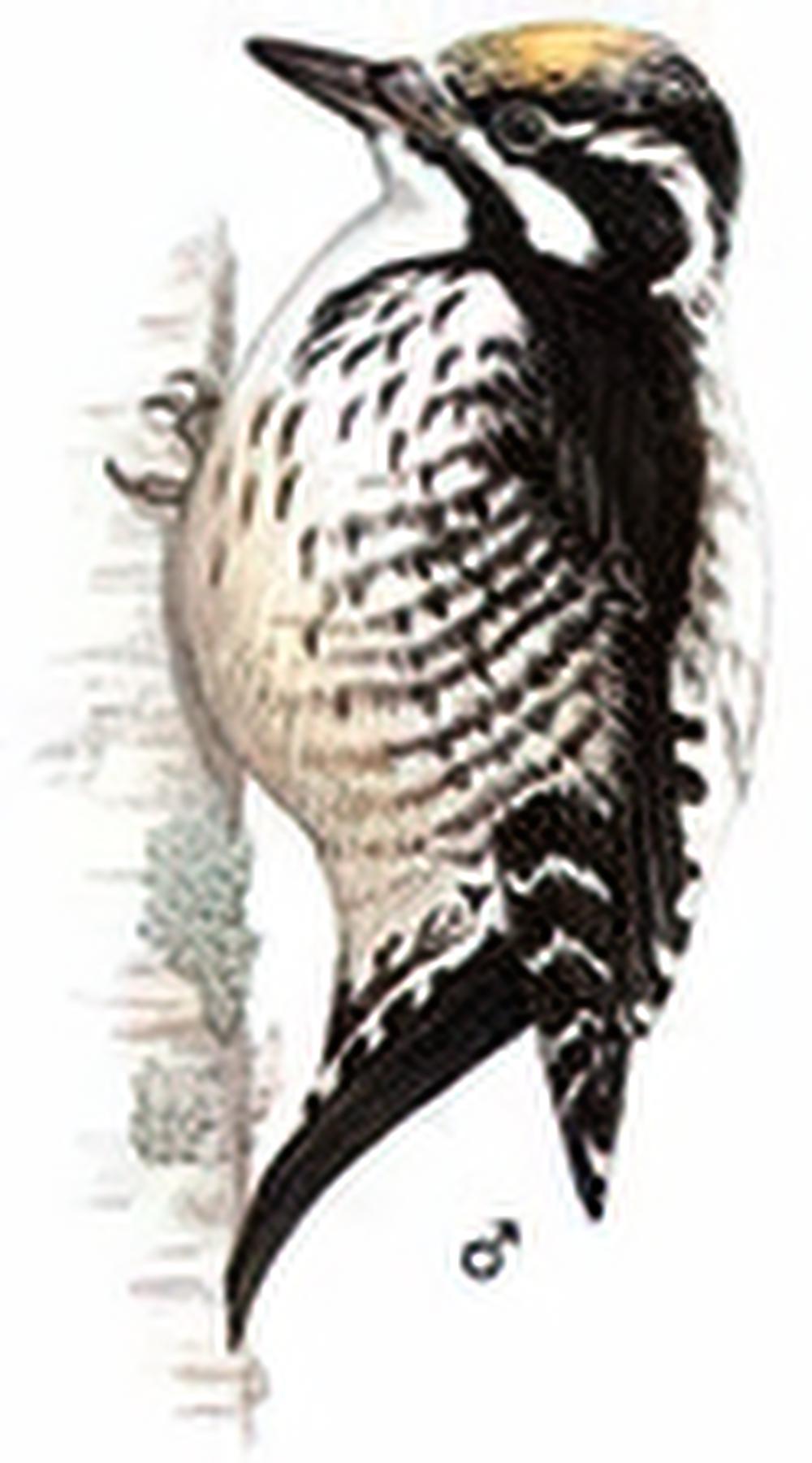三趾啄木鸟 / Three-toed Woodpecker