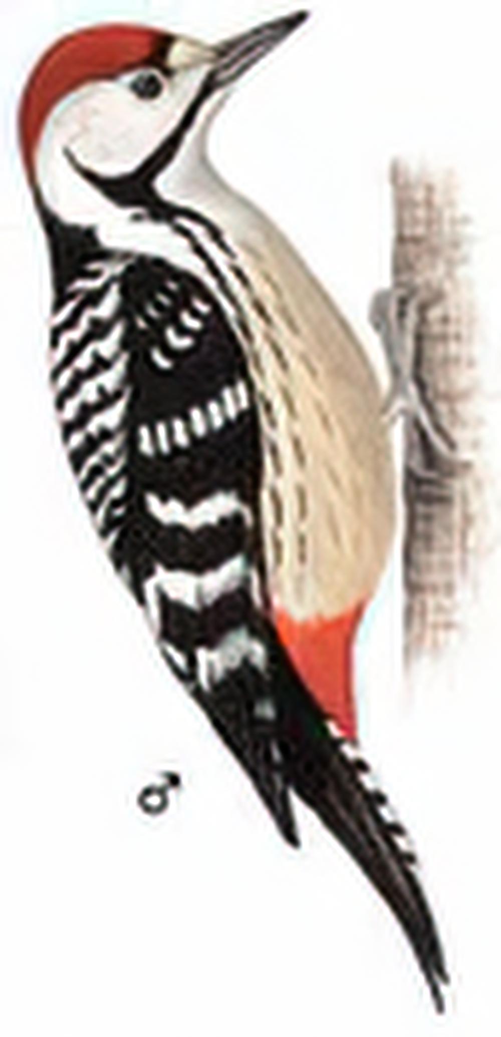 纹胸啄木鸟 / Stripe-breasted Woodpecker