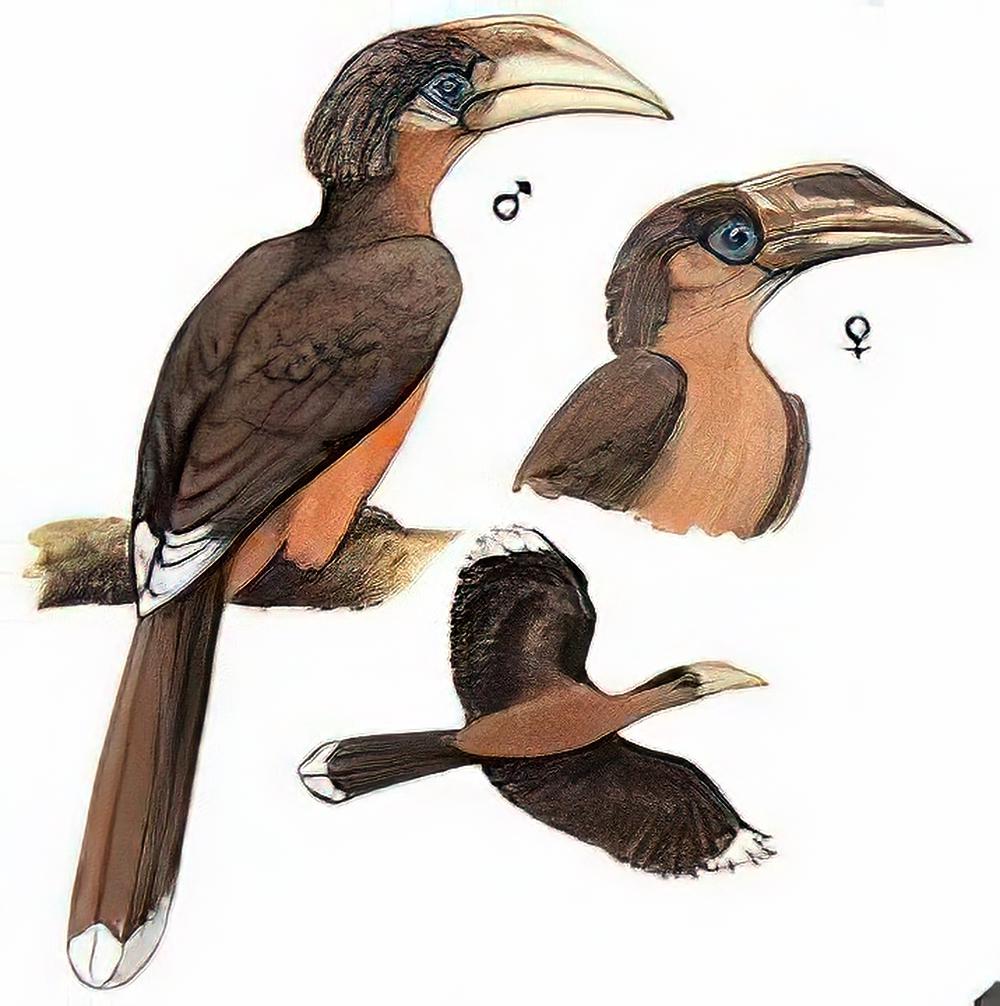 白喉犀鸟 / White-throated Brown hornbill