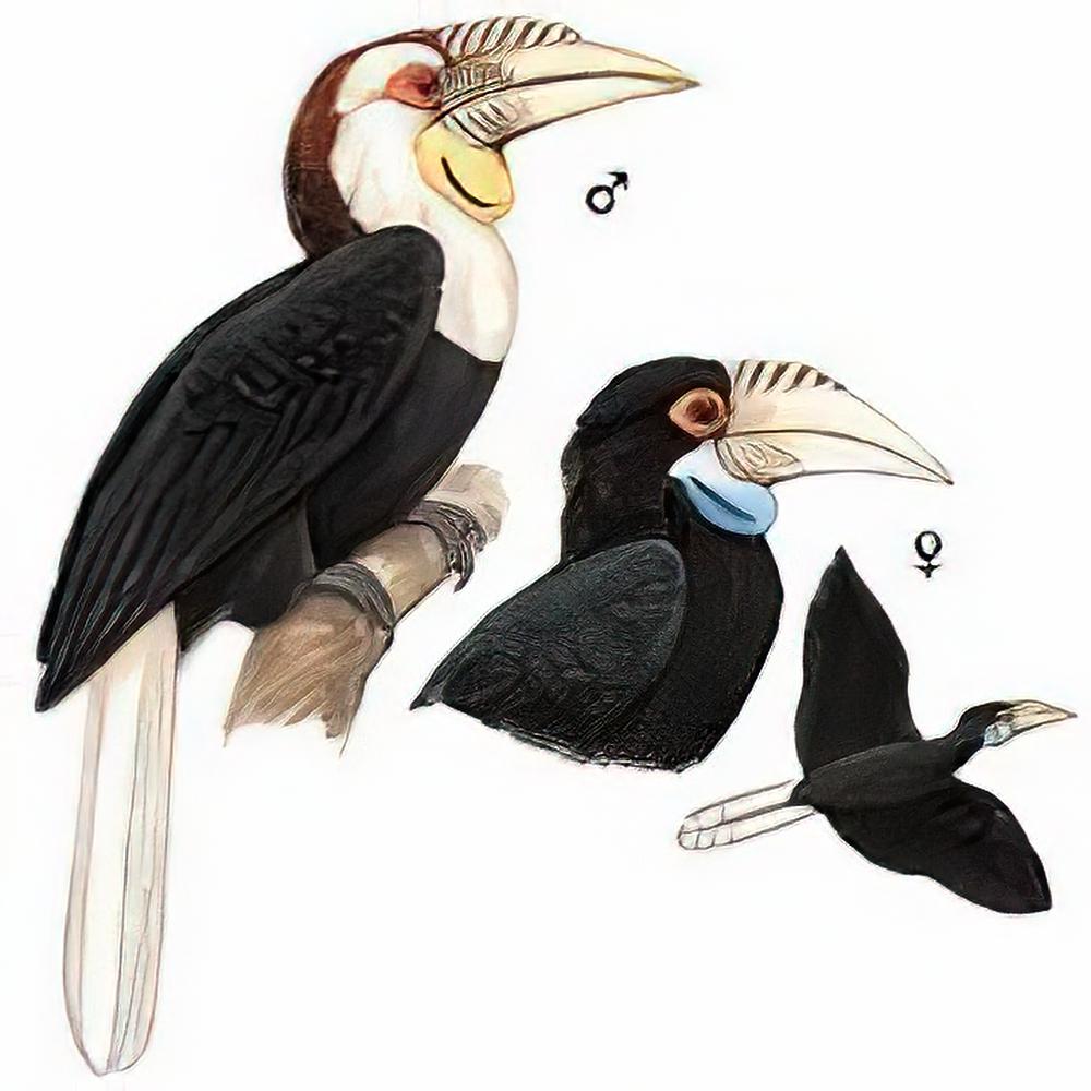 花冠皱盔犀鸟 / Wreathed Hornbill