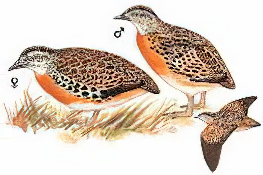 林三趾鹑 / Small Buttonquail