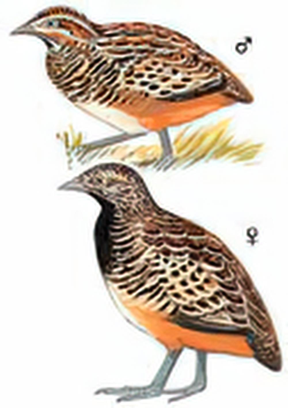 棕三趾鹑 / Barred Buttonquail
