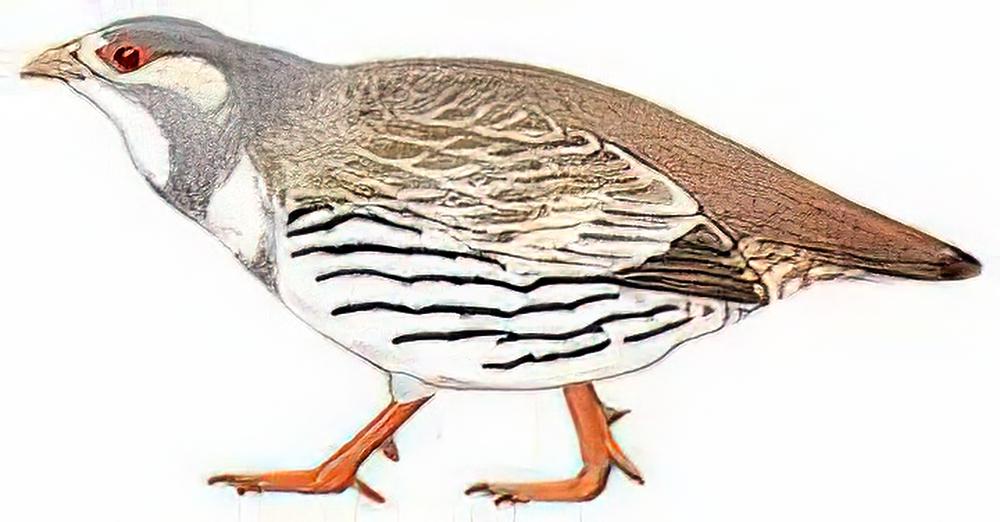 藏雪鸡 / Tibetan Snowcock