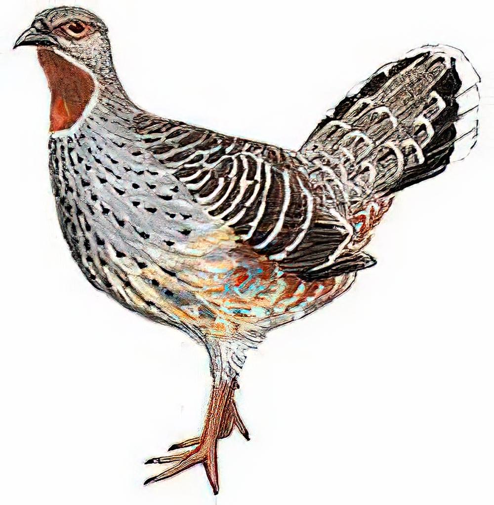 雉鹑 / Pheasant Grouse