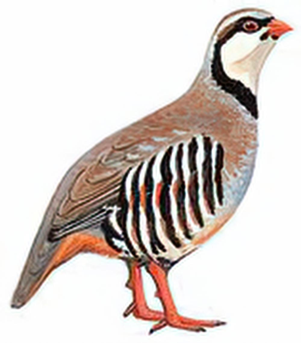 石鸡 / Chukar