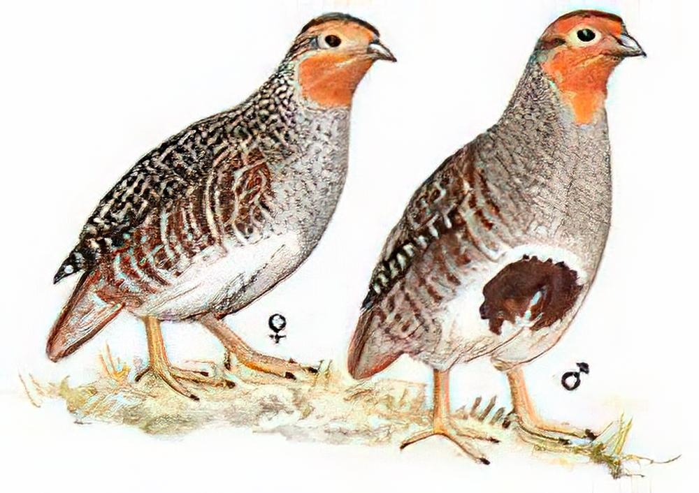 灰山鹑 / Grey Partridge