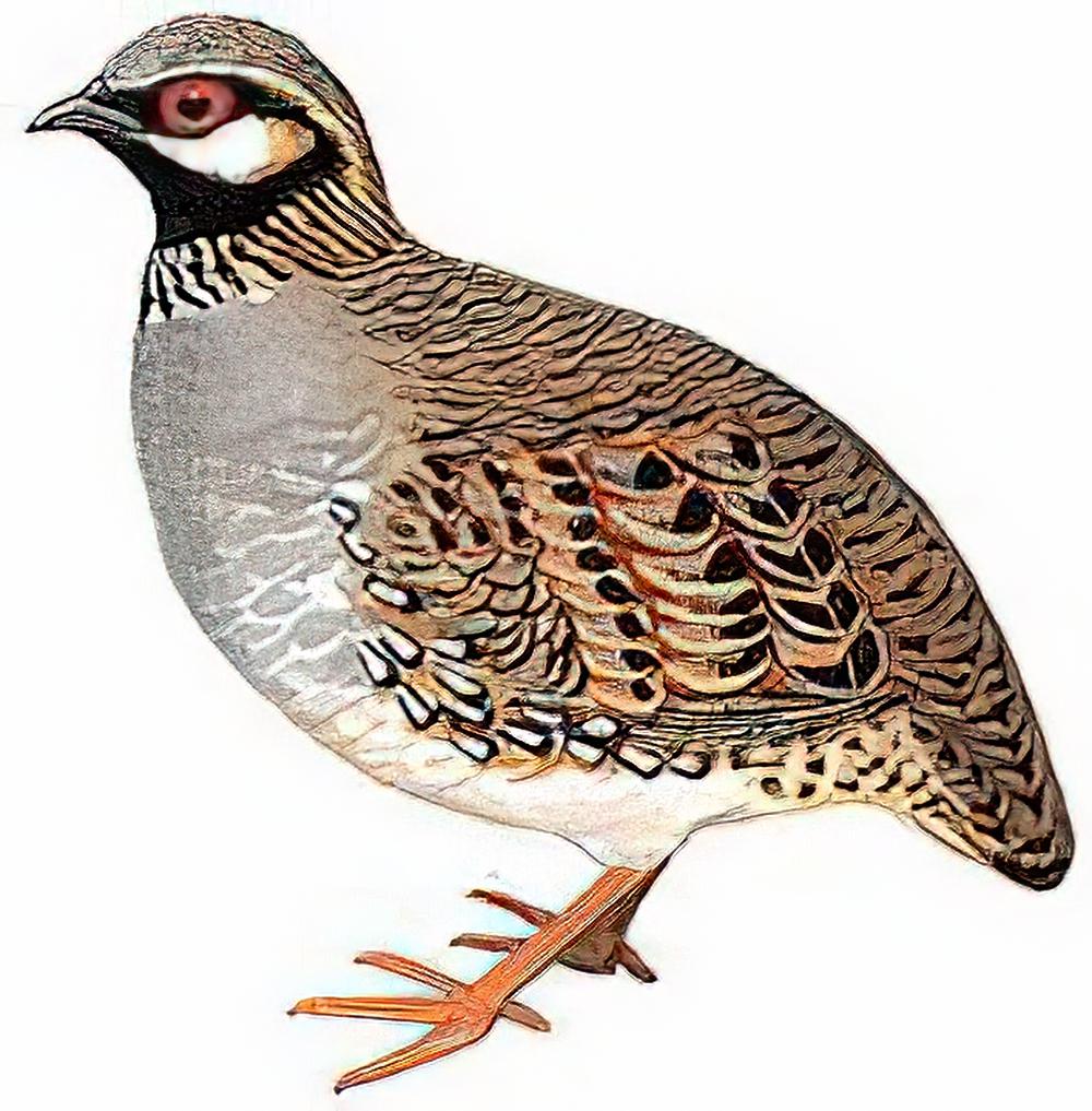 白颊山鹧鸪 / White-cheeked Partridge
