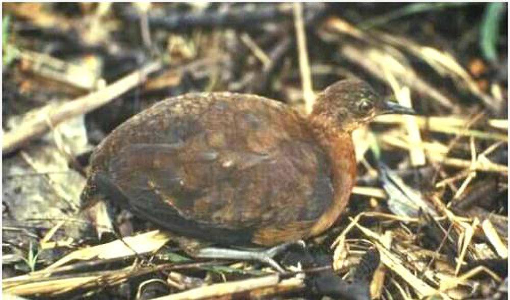 灰腿穴䳍 / Grey-legged Tinamou / Crypturellus duidae