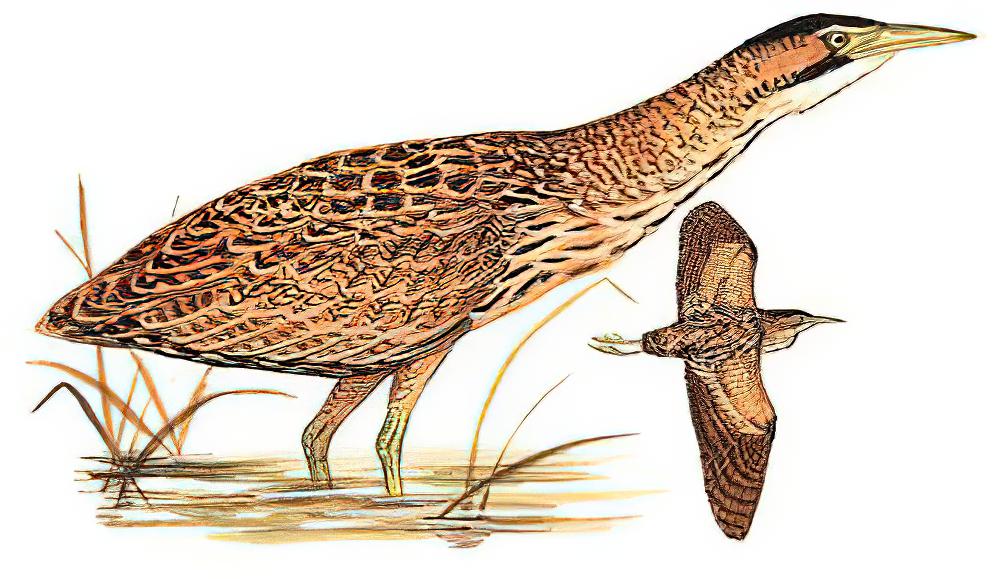 大麻鳽 / Eurasian Bittern / Botaurus stellaris