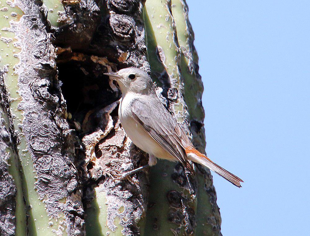 赤腰虫森莺 / Lucy\'s Warbler / Leiothlypis luciae