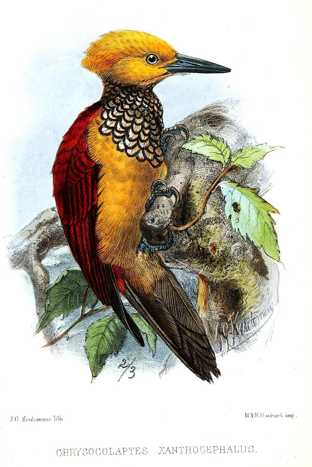 黄脸金背啄木鸟 / Yellow-faced Flameback / Chrysocolaptes xanthocephalus