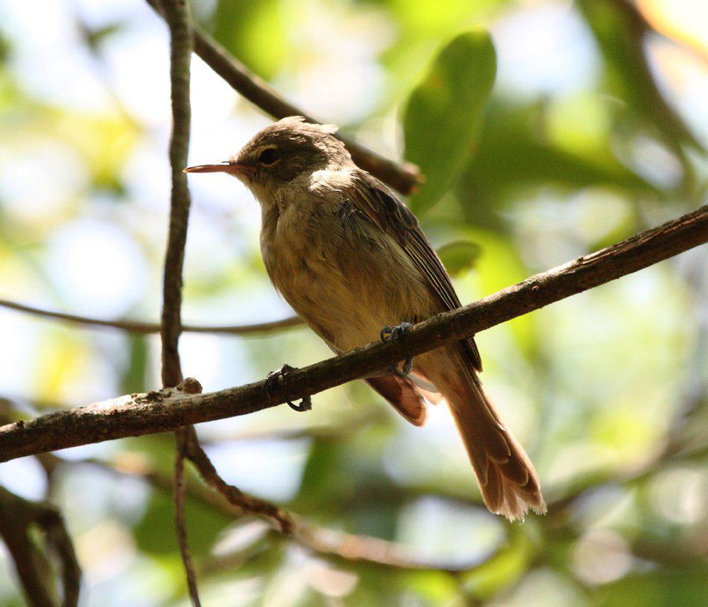 塞岛苇莺 / Seychelles Warbler / Acrocephalus sechellensis