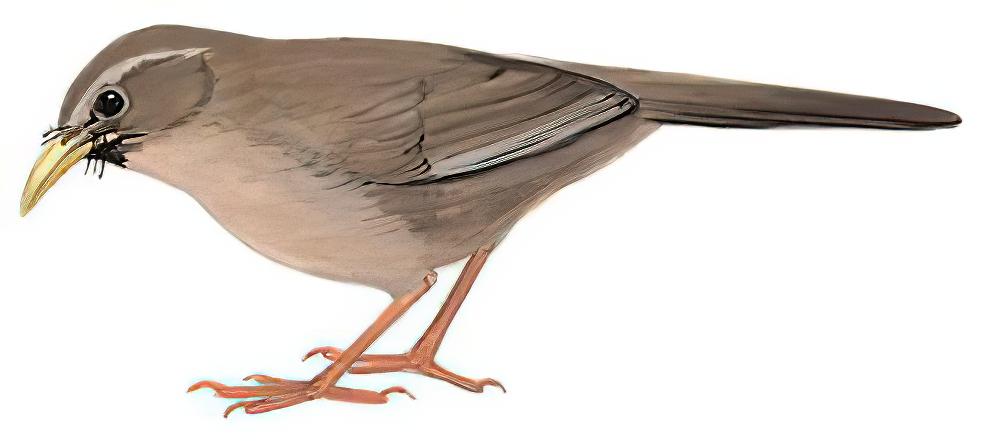 山噪鹛 / Plain Laughingthrush / Pterorhinus davidi