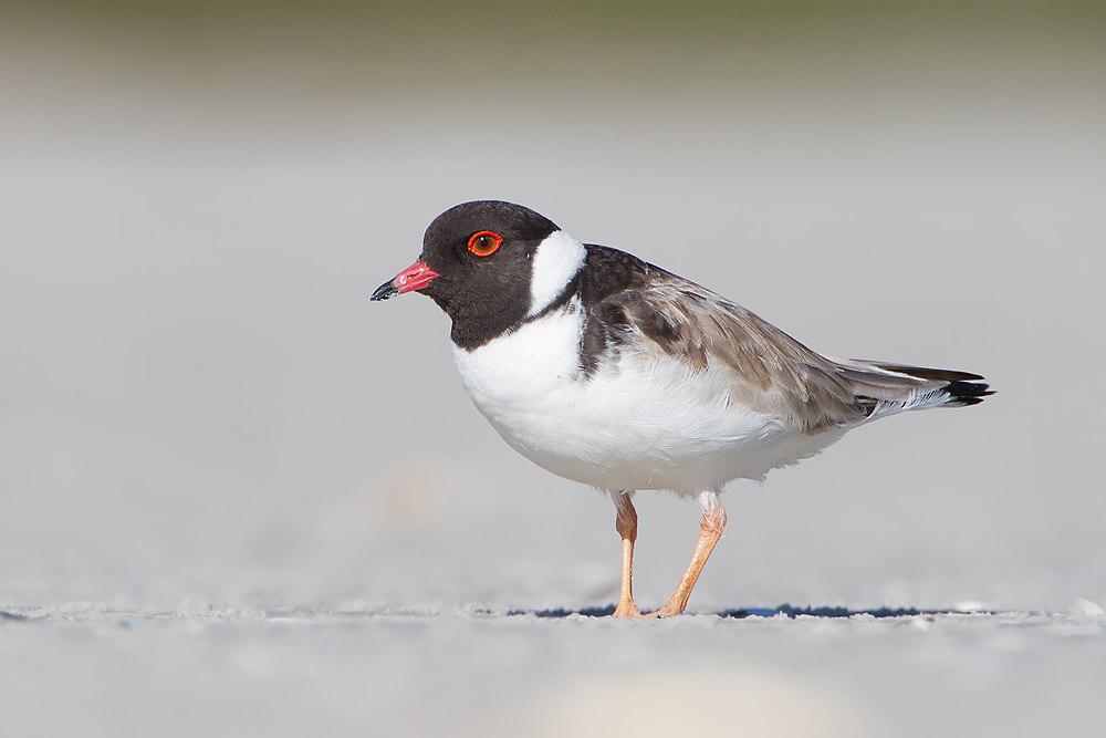 黑头鸻 / Hooded Dotterel / Thinornis cucullatus