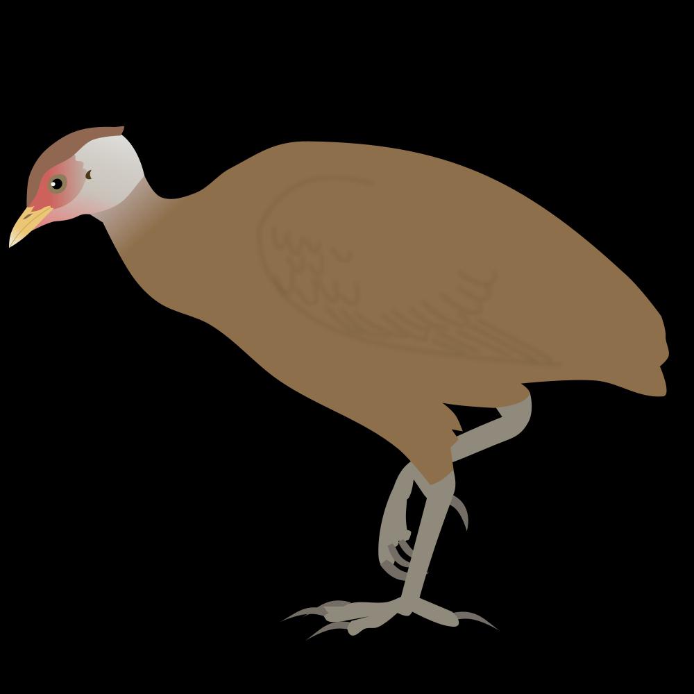尼柯巴塚雉 / Nicobar Megapode / Megapodius nicobariensis