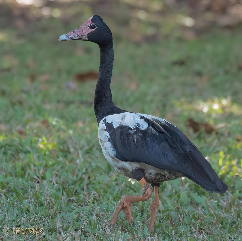 鹊雁 / Magpie Goose / Anseranas semipalmata