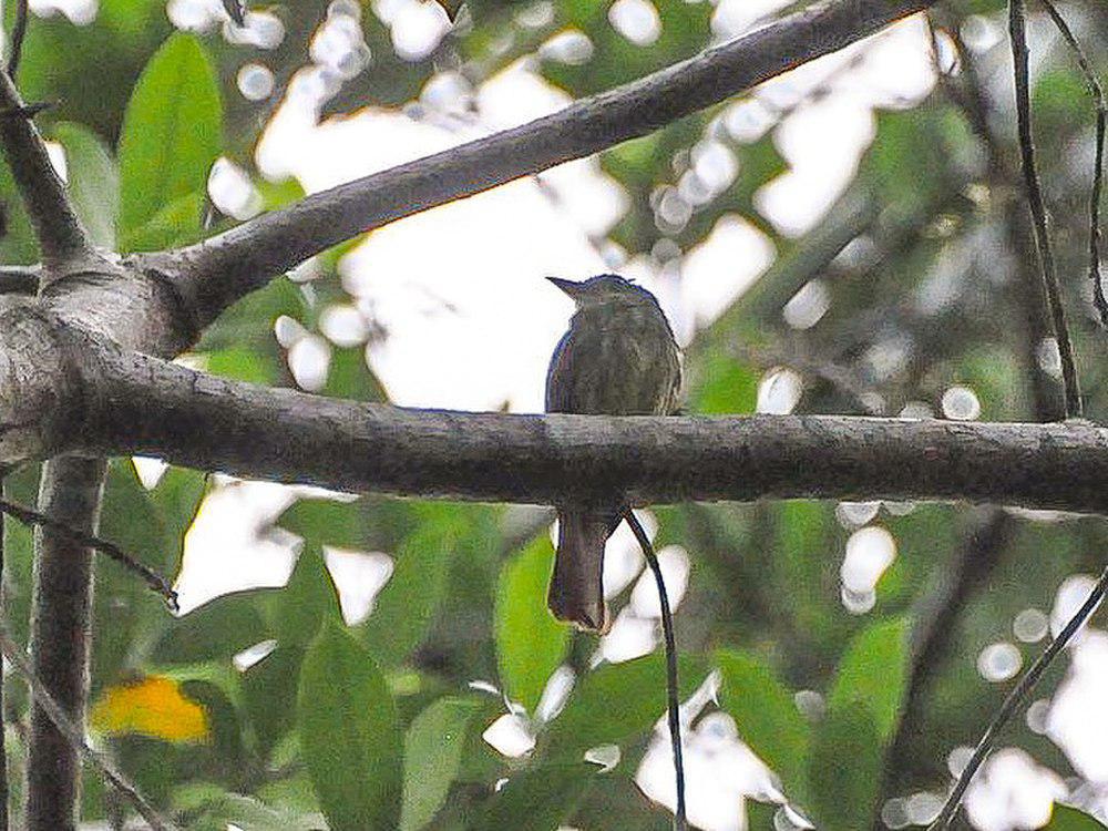 棕尾扁嘴霸鹟 / Rufous-tailed Flatbill / Ramphotrigon ruficauda