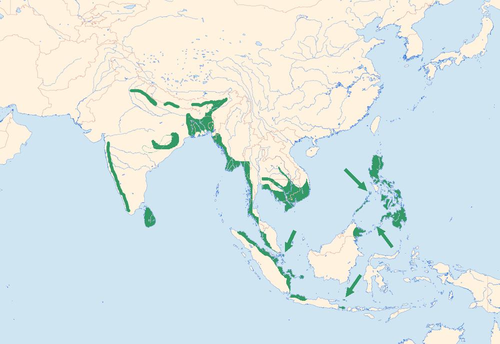 红头金背啄木鸟 / Red-headed Flameback / Chrysocolaptes erythrocephalus