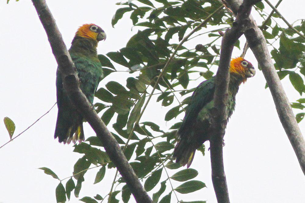 番红头鹦哥 / Saffron-headed Parrot / Pyrilia pyrilia