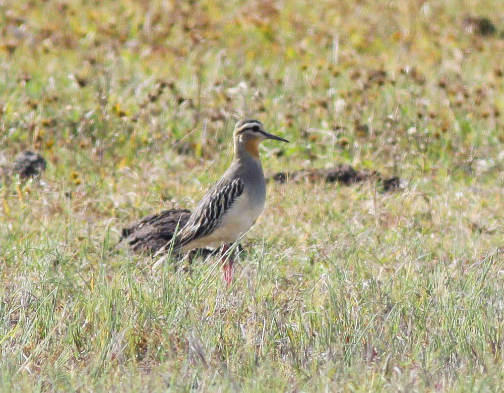 橙喉鸻 / Tawny-throated Dotterel / Oreopholus ruficollis