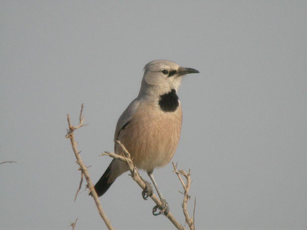 里海地鸦 / Pander\'s Ground Jay / Podoces panderi
