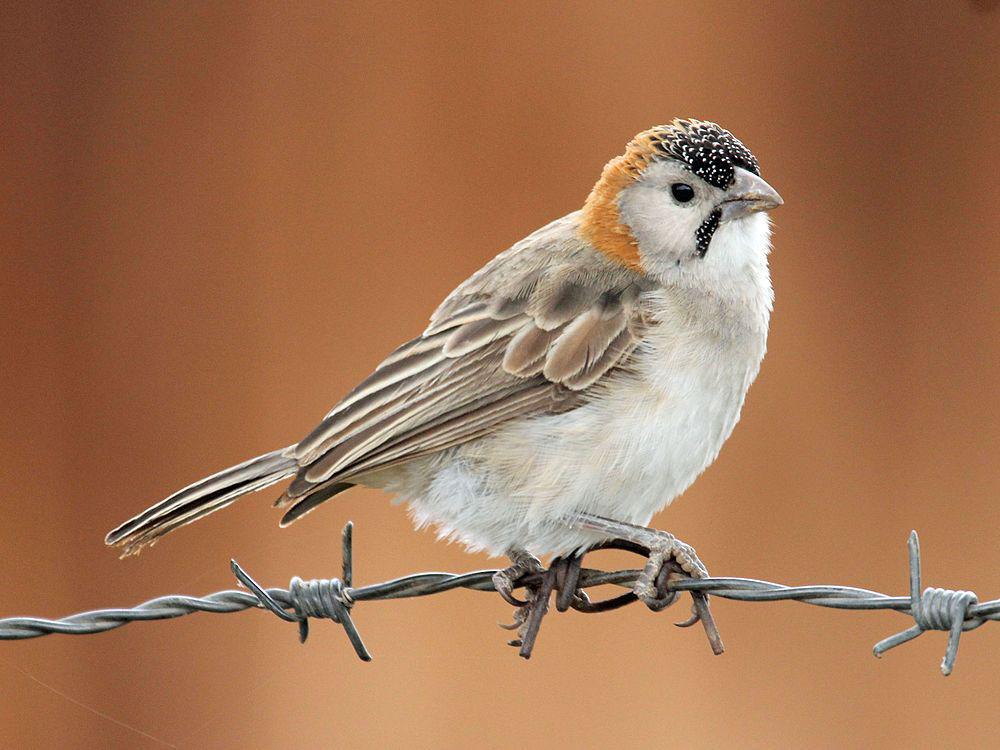 点额织布鸟 / Speckle-fronted Weaver / Sporopipes frontalis
