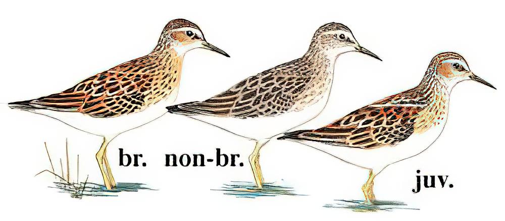 长趾滨鹬 / Long-toed Stint / Calidris subminuta