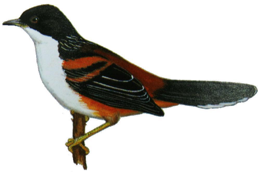 栗背奇鹛 / Rufous-backed Sibia / Leioptila annectens