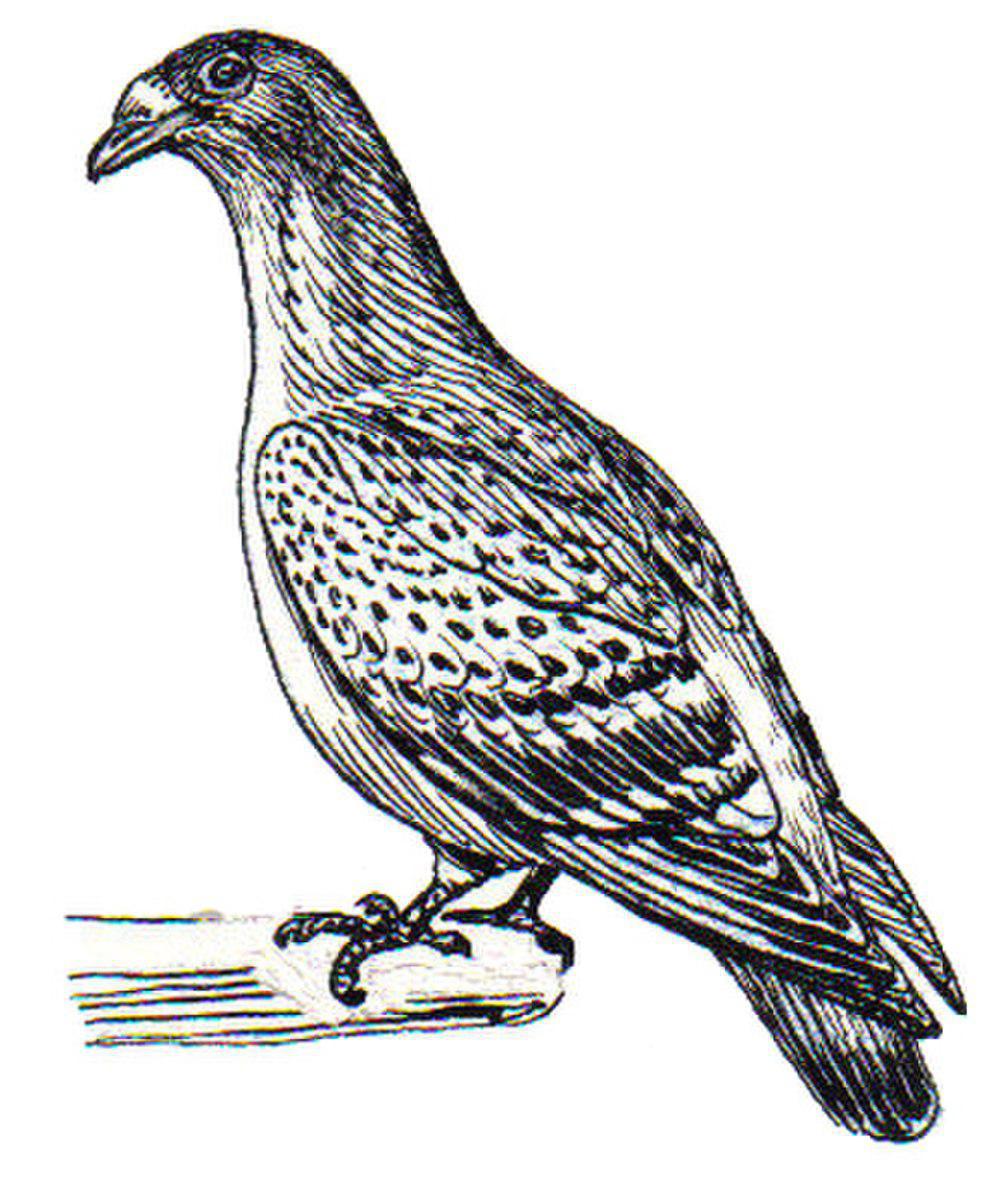棉岛褐果鸠 / Mindanao Brown Dove / Phapitreron brunneiceps