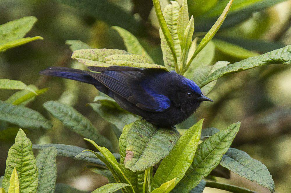 白顶锥嘴雀 / Capped Conebill / Conirostrum albifrons