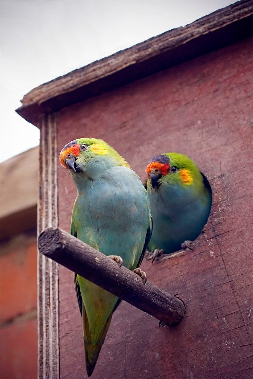紫顶鹦鹉 / Purple-crowned Lorikeet / Parvipsitta porphyrocephala