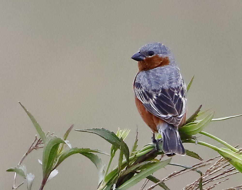 棕腰食籽雀 / Rufous-rumped Seedeater / Sporophila hypochroma