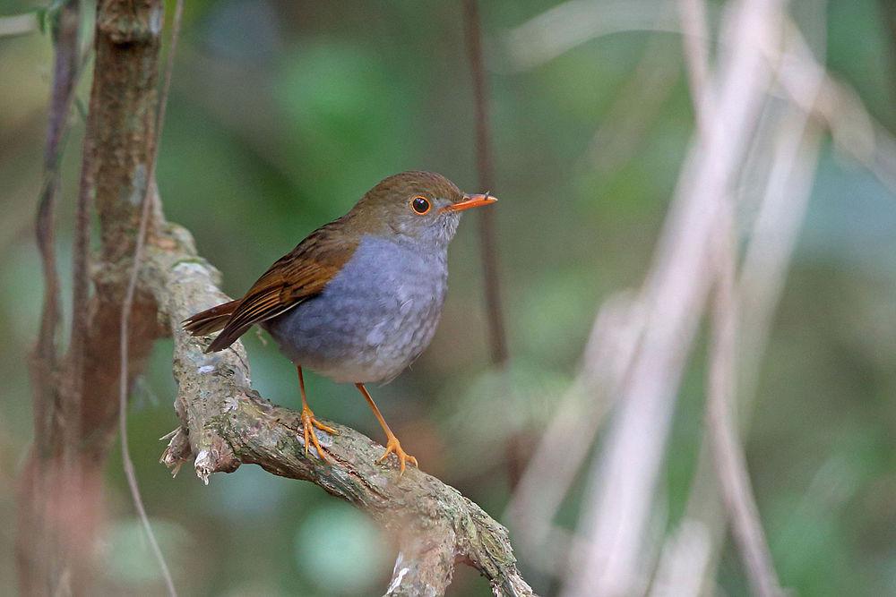 橙腹夜鸫 / Orange-billed Nightingale-Thrush / Catharus aurantiirostris