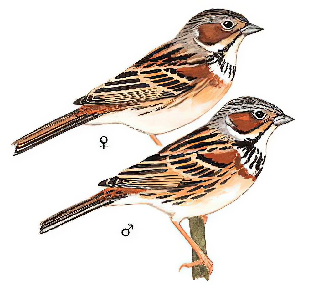 栗耳鹀 / Chestnut-eared Bunting / Emberiza fucata