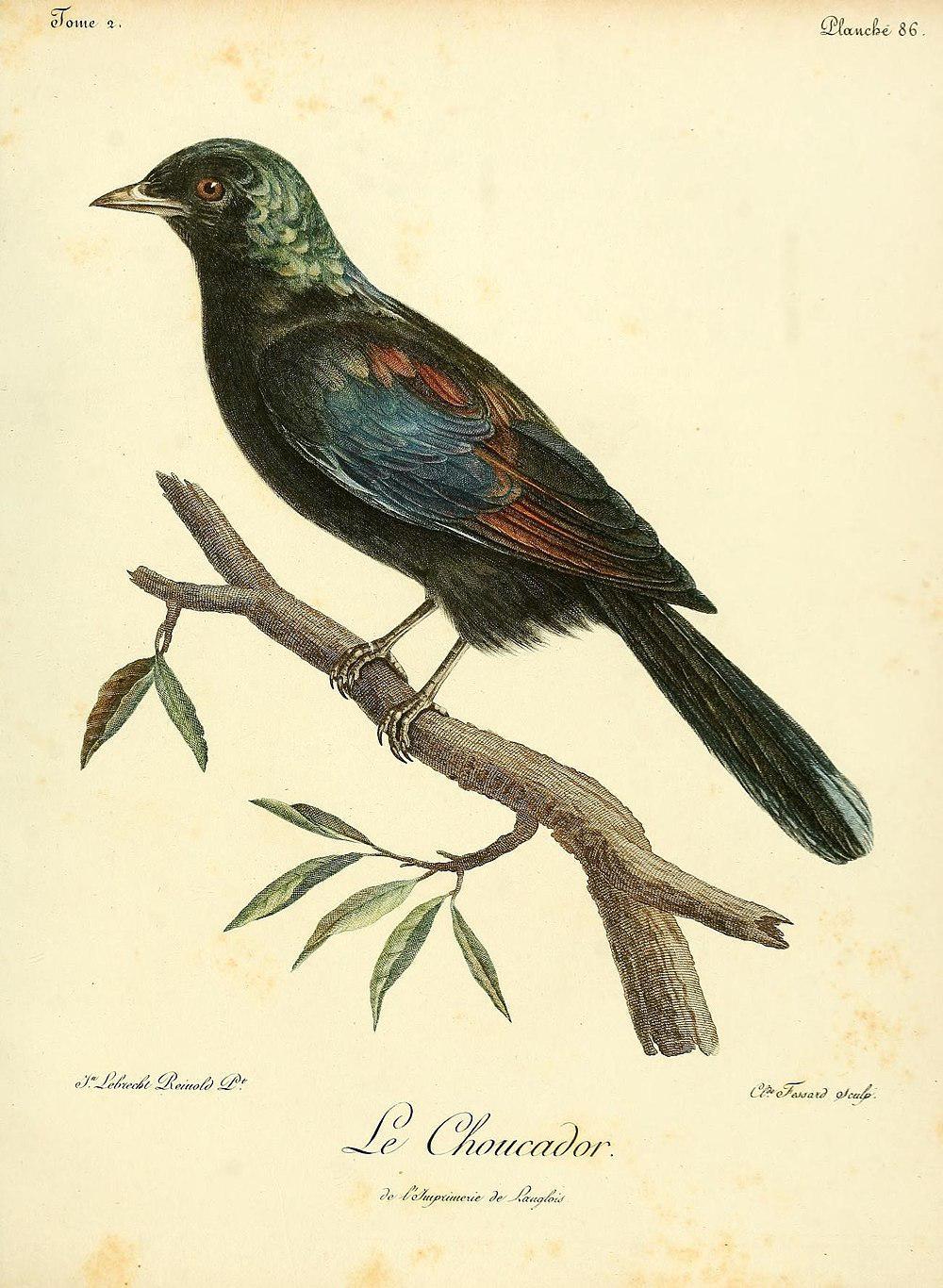 丽辉椋鸟 / Principe Starling / Lamprotornis ornatus