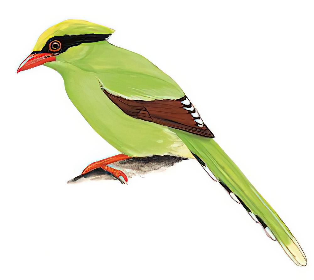 蓝绿鹊 / Common Green Magpie / Cissa chinensis