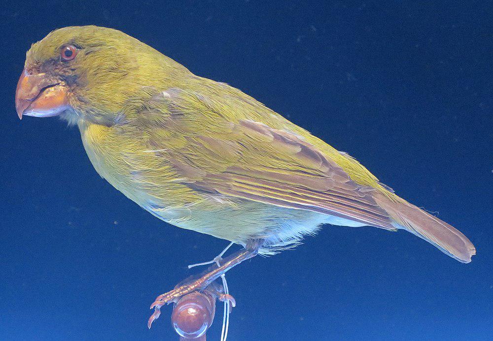 科纳松雀 / Kona Grosbeak / Chloridops kona