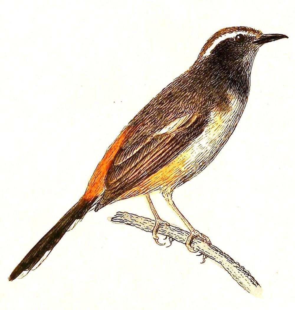 白眉鹊鸲 / White-browed Shama / Copsychus luzoniensis