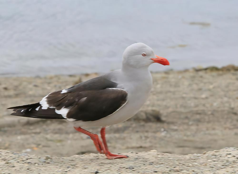豚鸥 / Dolphin Gull / Leucophaeus scoresbii