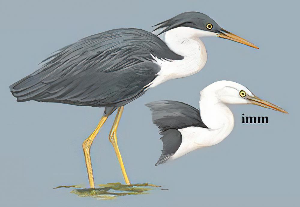 斑鹭 / Pied Heron / Egretta picata