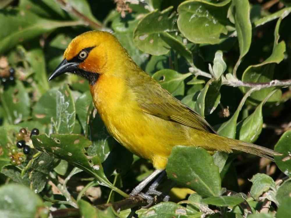 眼斑织巢鸟 / Spectacled Weaver / Ploceus ocularis